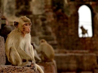 Monkeys inside a city centre temple in Lopburi